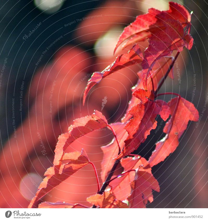 fiery into autumn Nature Plant Autumn Bushes Leaf Wild plant Garden Park Point of light Illuminate Red Colour Power Joie de vivre (Vitality) Senses Environment