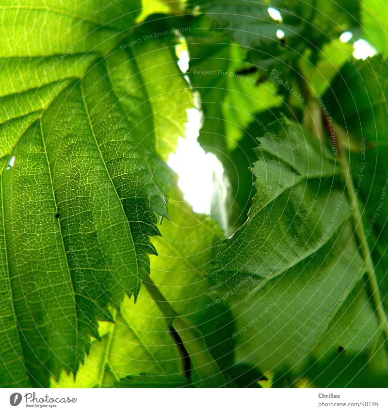 off through the hedge Green Plant Tree Beech tree Spring Garden Park beech hedge Sun Nature Colour ChrISISIS