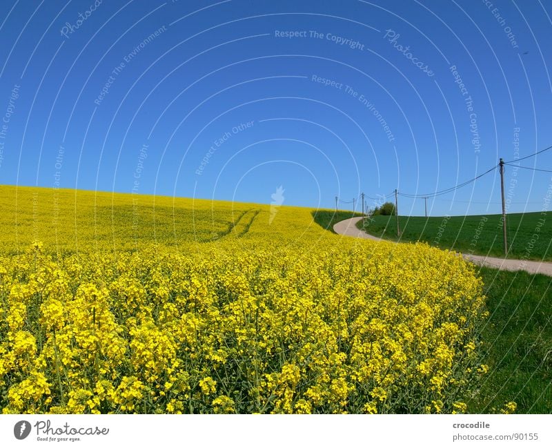 rap #9 Electricity pylon Meadow Grass Curved Stripe Tracks Horizon Vacation & Travel Canola Field Spring Diesel Carbon dioxide Climate change Yellow Stalk