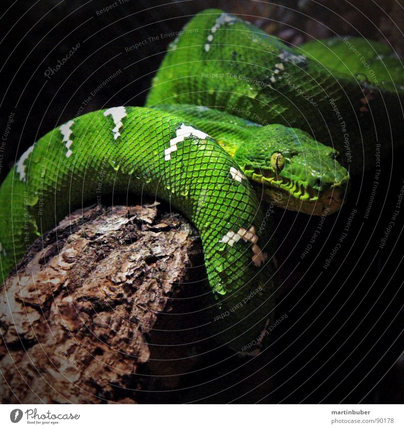 Such a rascal. Green Whorl Greeny-yellow White Placed Terrarium Green mamba Tepid Sleep Dangerous Fear Panic Snake Poison Loop Skin Barn Dappled on the tree