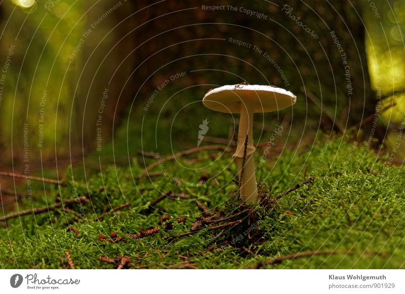 A little man stands in the forest Environment Nature Plant Autumn Tree Moss Mushroom blenny leaf fungus Forest Fly 1 Animal Beautiful Brown Green White Poison