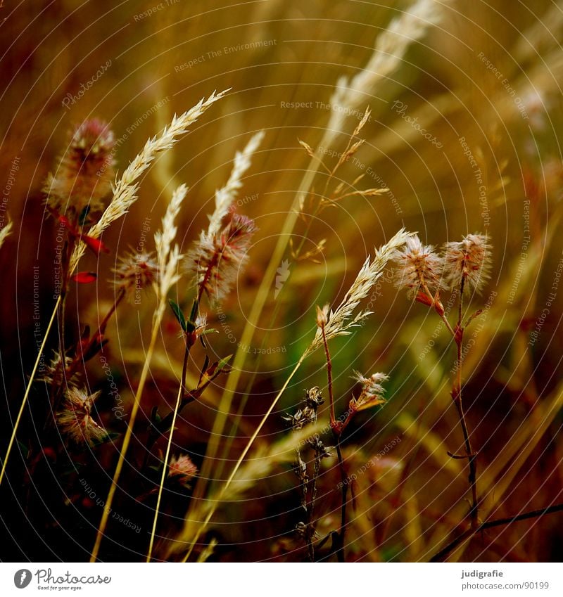 variety Grass Yellow Stalk Blade of grass Ear of corn Glittering Beautiful Soft Hissing Meadow Delicate Flexible Sensitive Pennate Summer Gold Orange Wind