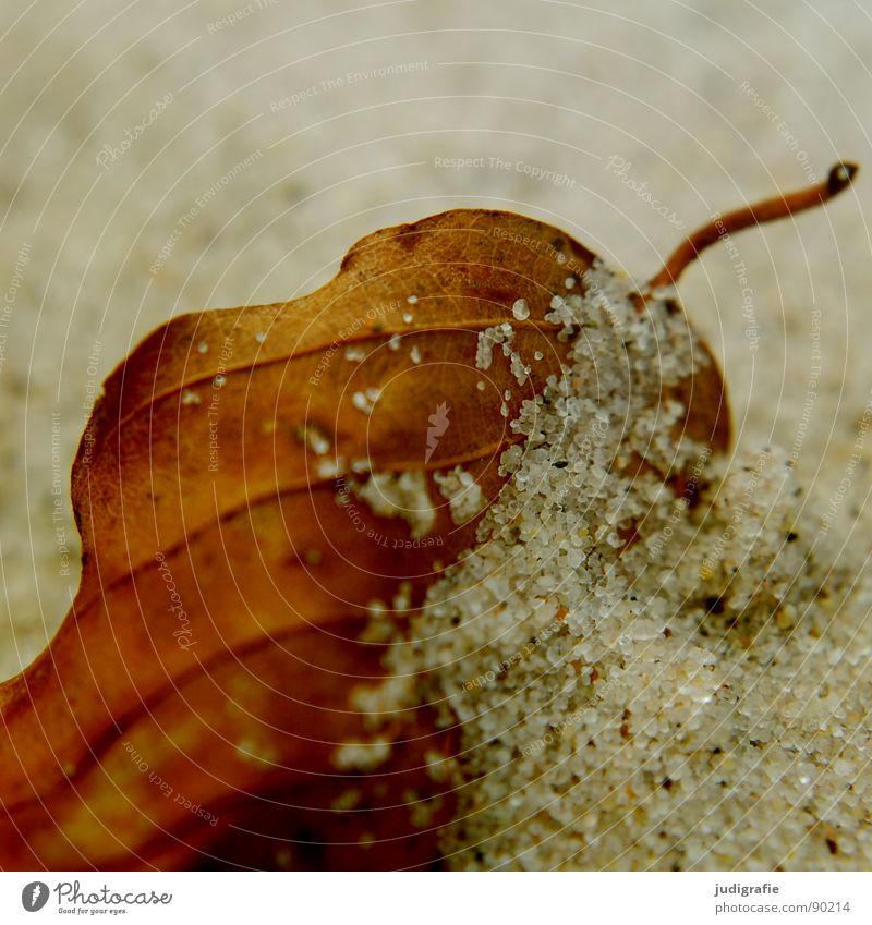 contact Leaf Beach Grain of sand Fine Near Autumn Western Beach Macro (Extreme close-up) Close-up Coast Sand Structures and shapes Dried Death