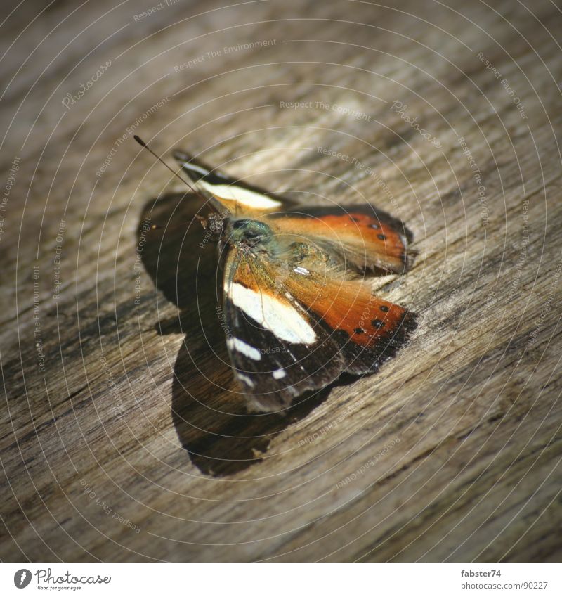 Beauty on Wood Butterfly Animal Delicate Macro (Extreme close-up) Close-up Wing