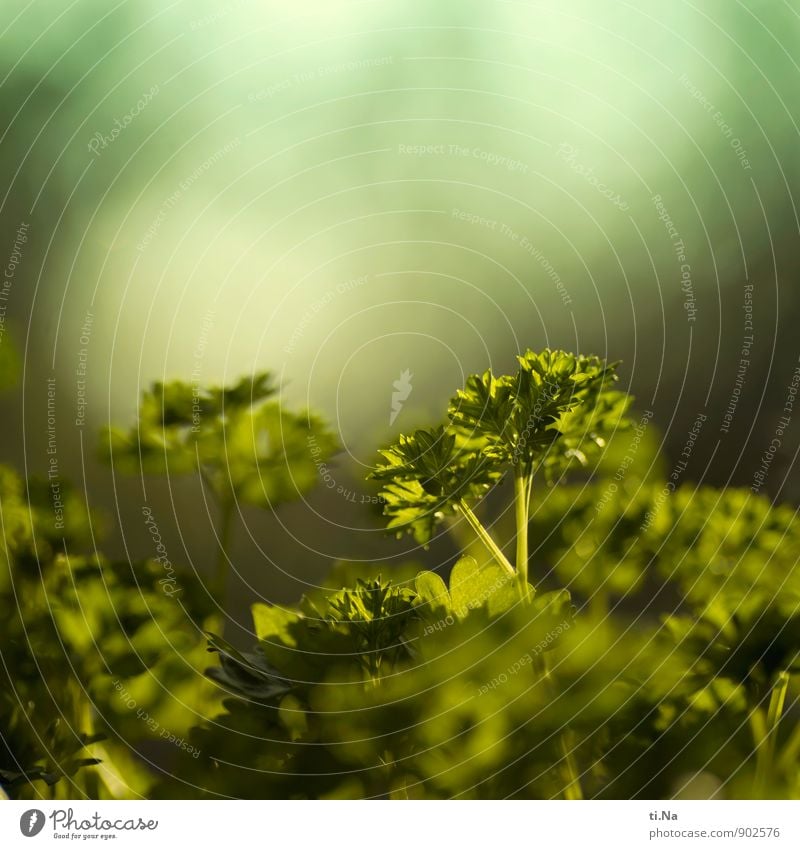 Peter Silie Herbs and spices Parsley Slow food Italian Food Growth Fresh Healthy Green Life Exterior shot Deserted Copy Space top Shallow depth of field