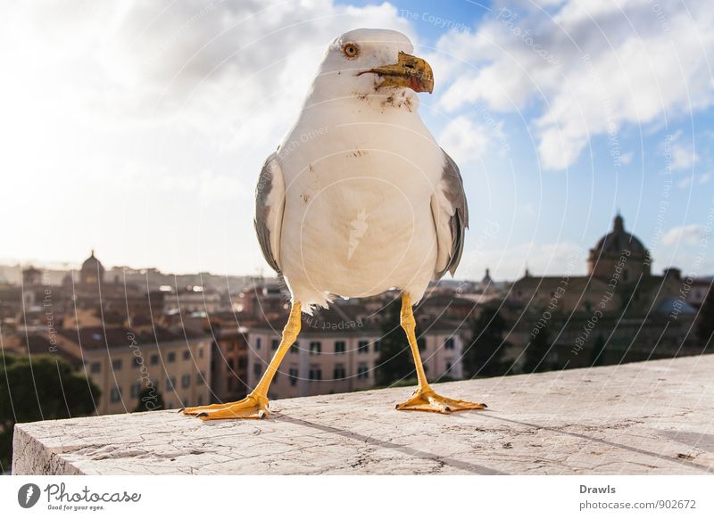 metropolitan gull Animal Wild animal Bird Animal face 1 Stone Concrete Animal tracks Observe Movement Going Looking Stand Aggression Threat Dirty Sharp-edged