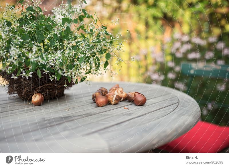 Planting Time [TulipsOnions II] Autumn Beautiful weather Flower Pot plant Garden Blossoming Contentment Joie de vivre (Vitality) Still Life Wooden table