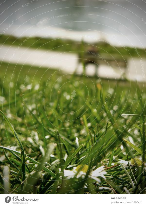 SLOPE RELAXATION Grass Green Meadow Park Incline Blade of grass Nature Park bench Human being Relaxation Summer Flower False Break Stagnating Blur