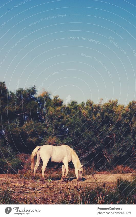 LaFrance_08 Nature Landscape Plant Animal Earth Sand Cloudless sky Farm animal Wild animal Horse 1 Idyll Wild horses White Beige Southern France Camargue