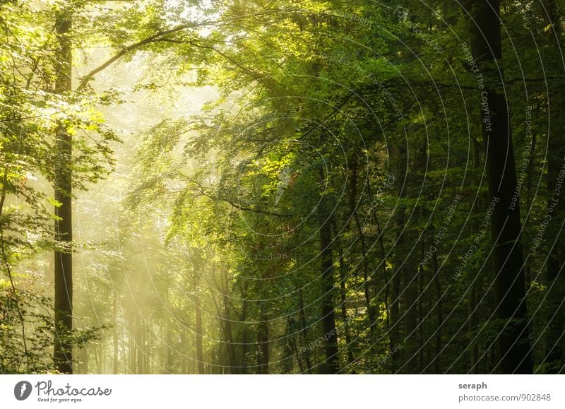 Forest Beech Tree bark Branch Row of trees Forestry Fairy tale romantic Nature Treetop Twig Plant Deciduous tree Deciduous forest Leaf Sunlight