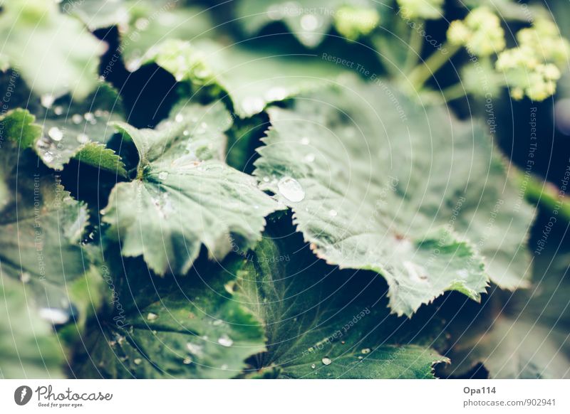 rope Environment Nature Plant Autumn Climate Weather Leaf Blossom Foliage plant Agricultural crop Garden Park Meadow Blossoming Glittering Green "Raindrops Dew