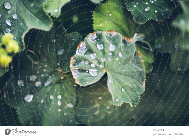 rope II Environment Nature Plant Animal Autumn Climate Weather Leaf Blossom Foliage plant Agricultural crop Garden Park Meadow Blossoming Glittering Green "Tau