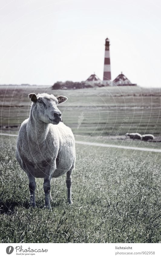 lighthouse keeper Nature Landscape Sky Horizon Meadow Coast North Sea Tower Lighthouse Tourist Attraction Landmark Animal Pet Farm animal 1 3 Idyll