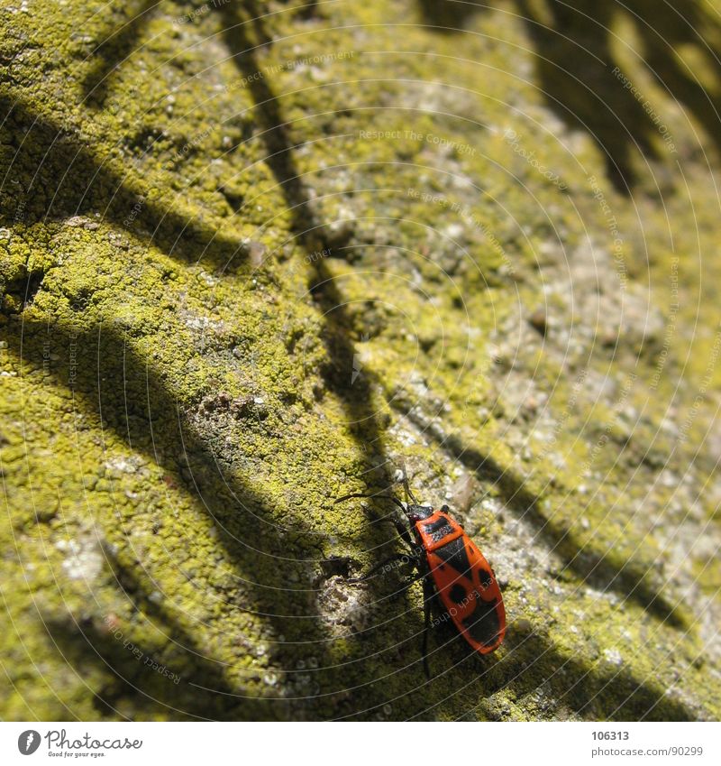 SECRET SHADOW PATH Bug Firebug Hexapod Insect Hemipteron Crawl Animal Nature Yellow Search Find Resume Organic Feeler Emotions Human being Wall (building) Large