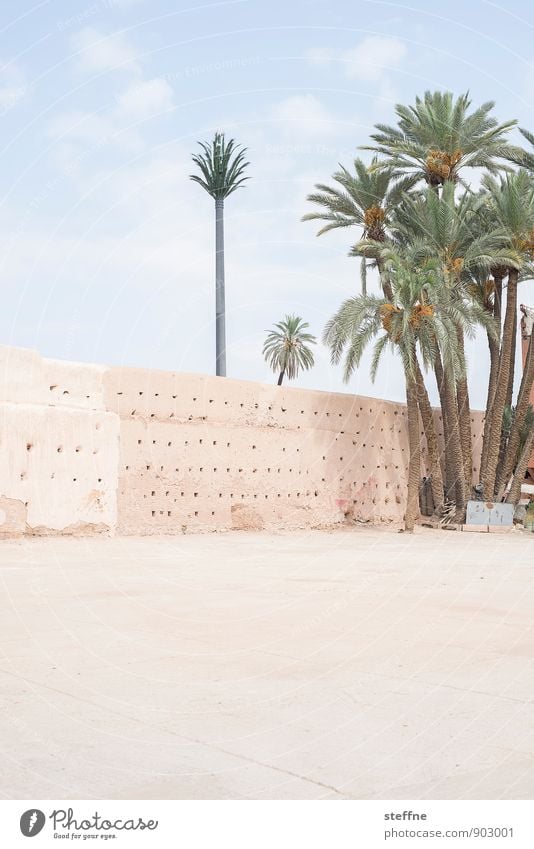 palm Sand Sky Beautiful weather Warmth Tree Marrakesh Morocco Near and Middle East Wall (barrier) Wall (building) Bright Palm tree Oasis Desert