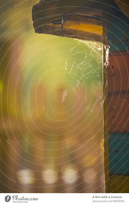 shed corner Nature Sunlight Autumn Garden Illuminate Spider's web Barn Autumnal Garden fence Colour photo Multicoloured Exterior shot Close-up Detail