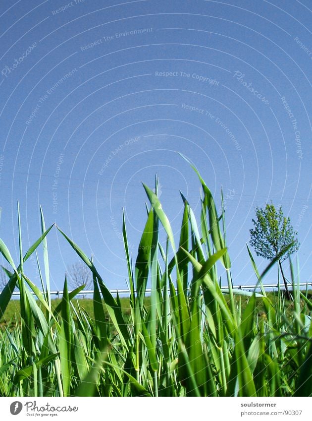 A miracle world - next to the road... Electricity Crash barrier Country road Speed Tree Green Grass Field Calm Spring Small Under Fresh Maturing time Break