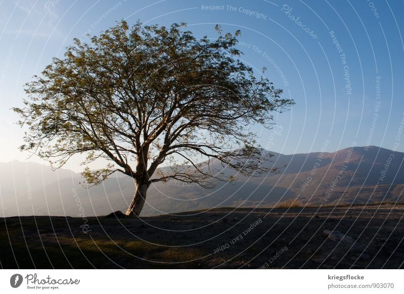 One Tree and Hills Freedom Mountain Hiking Nature Landscape Plant Earth Sky Sun Sunlight Weather Beautiful weather Leaf Meadow Peak Breathe Dream Esthetic