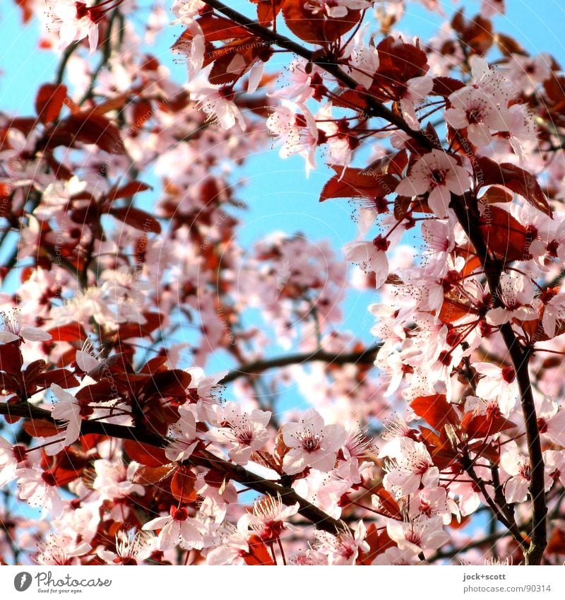 Cherry blossom front (sakura censors) Culture Japanese spring Blossoming Many Warmth Pink Spring fever already Beginning Inspiration Nature Growth Time