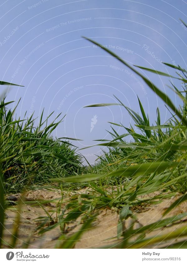 mouse freeway Field Tracks Blade of grass Grass Brown Dry Spring Grain Sky Blue Earth drily When stalks get in the way Tractor track