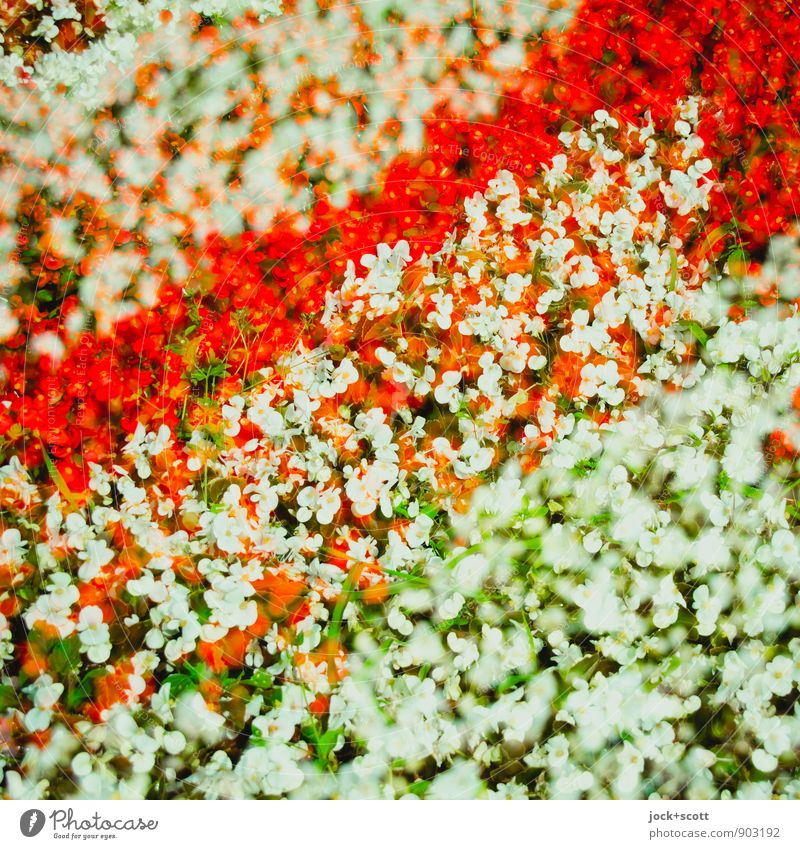 Patience/ again crosswise Happy Horticulture Plant Summer Flower Park Decoration pretty Arrangement Double exposure Across Flowerbed Reaction Detail