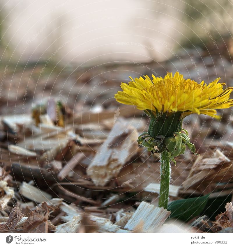 I'm through! Yellow Green Mince Compost Trash Biomass Decompose Snippets Escalope Trust dandy get through Loneliness shredder chopped wood To break (something)