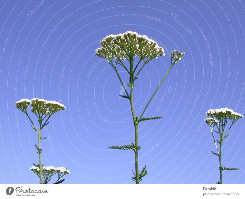 yarrow Plant Blossom Flower Sky Blue