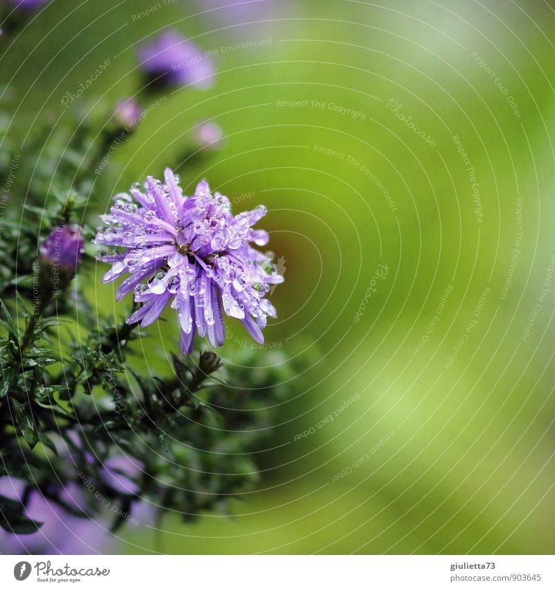 After the rain Nature Plant Drops of water Summer Autumn Climate Weather Rain Blossom Garden Park Relaxation Cleaning Dream Natural Beautiful Green Violet