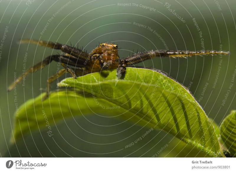 crab spider Animal Wild animal Spider Hunting Wait Threat Success Near Brown Green Time Colour photo Close-up Macro (Extreme close-up) Neutral Background Day