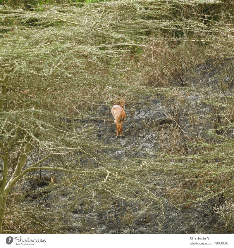 shy Nature Plant Animal Summer Bushes National Park Arusha National Park Africa Tansania Wild animal roebuck 1 Observe Discover Illuminate Looking Stand Wait