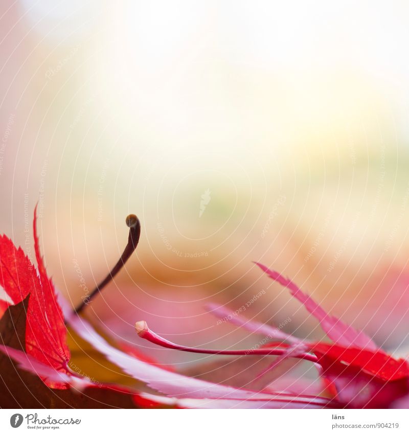 fallen angels Environment Nature Earth Autumn Leaf Japan maple tree Lie Red Transience Change Fallen Colouring Upward Multicoloured Deserted Copy Space top