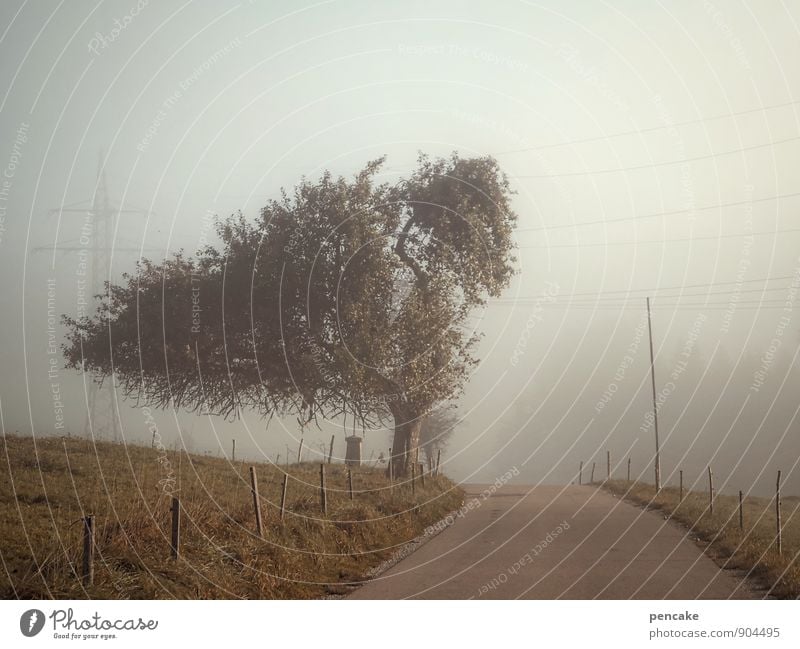 blow-dry hairdo Nature Landscape Autumn Fog Tree Street Emotions Hair and hairstyles Treetop Tilt Electricity pylon Allgäu Agriculture Meadow Big hair Whorl