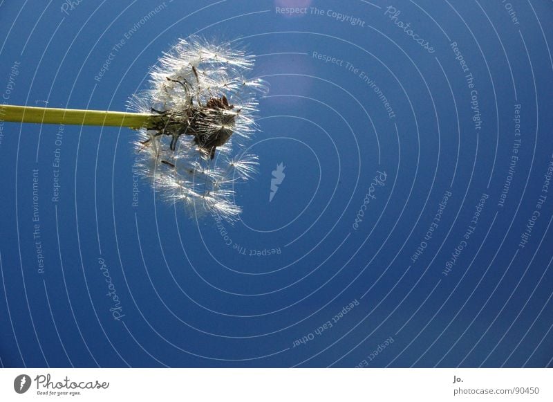 dandelion Flower Dandelion Summer Spring Stalk Plant Sky Blue Seed Blossoming