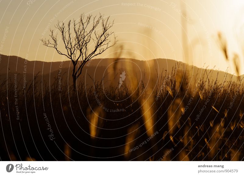 dead tree Adventure Far-off places Freedom Nature Tree Grass Field Mountain Warm-heartedness Romance Loneliness Esthetic Uniqueness End Apocalyptic sentiment