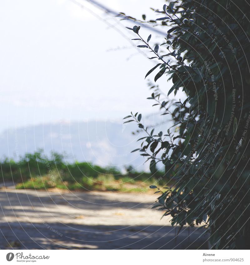 at the bend in the road Plant Hedge Privet Park Hill Lanes & trails Hiking Wait Blue Gray Green Insecure Vantage point Tall Above Unclear Subdued colour