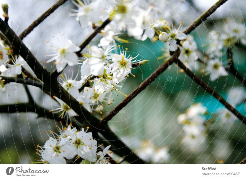 flower fence Fence Spring Blossom Pollen Wake up Garden Nature Contrast Rust