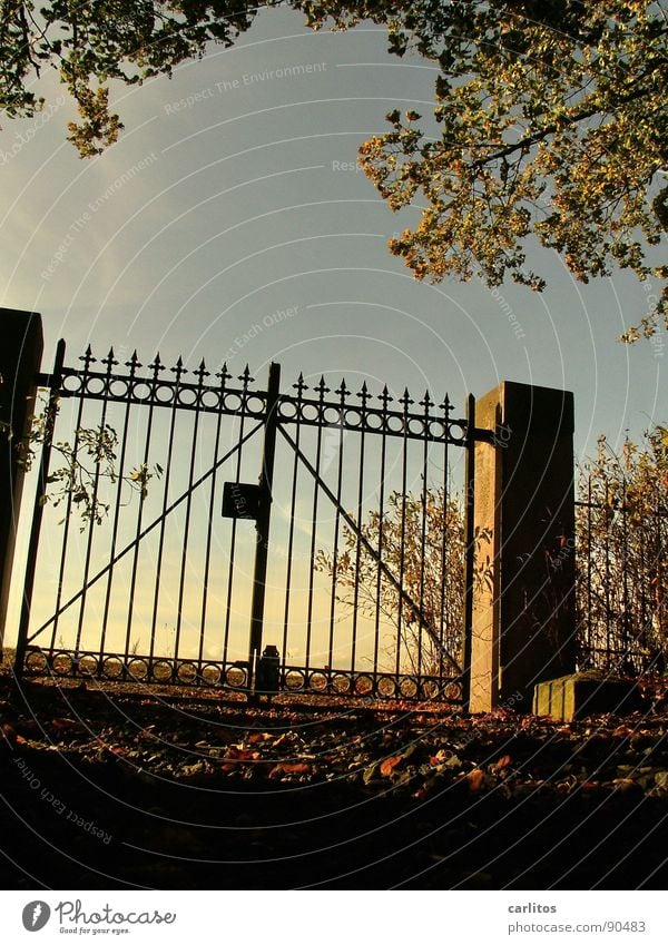 Closed I Gate Cemetery Calm Eternity Infinity Rest Death Worm's-eye view Back-light Wrought iron Wrought ironwork Pole Religion and faith Autumn Autumn leaves