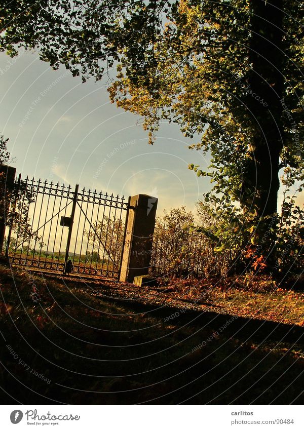 Closed II Gate Cemetery Calm Eternity Infinity Rest Death Worm's-eye view Back-light Wrought iron Wrought ironwork Pole Religion and faith Autumn Autumn leaves