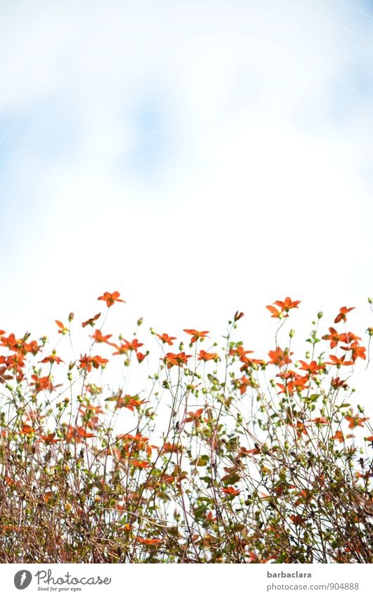 mauerBLÜMCHEN Environment Nature Plant Sky Autumn Flower Leaf Blossom Wall plant Growth Bright Tall Beautiful Small Many Wild Orange Joy Esthetic Colour Senses