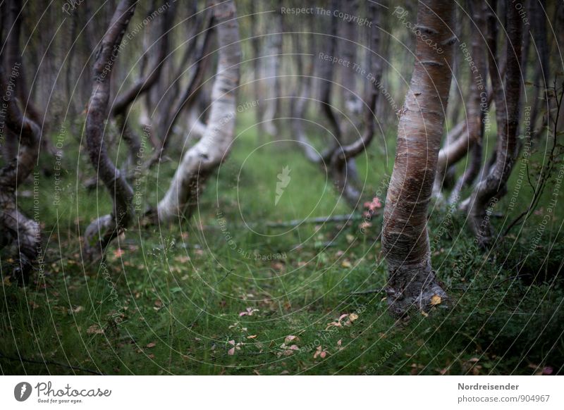 birches Nature Landscape Plant Summer Tree Forest Lanes & trails Dream Exceptional Dark Bizarre Uniqueness Idyll Pure Surrealism Birch tree Birch wood