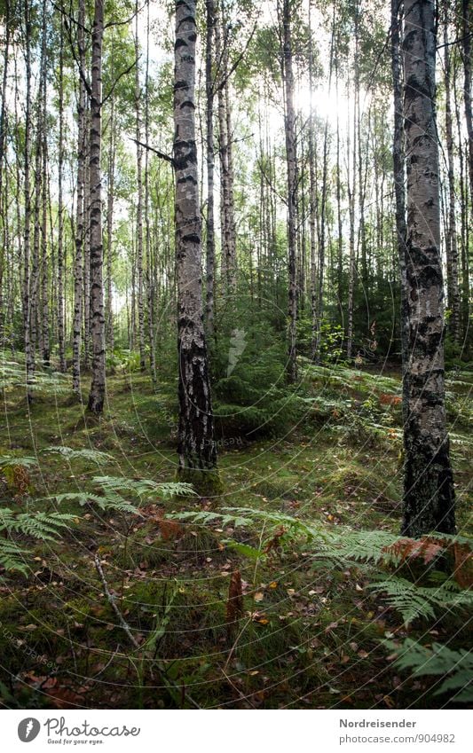 birches Agriculture Forestry Nature Landscape Plant Sun Summer Beautiful weather Tree Glittering Relaxation Woodground Birch tree Birch wood Fern Sweden