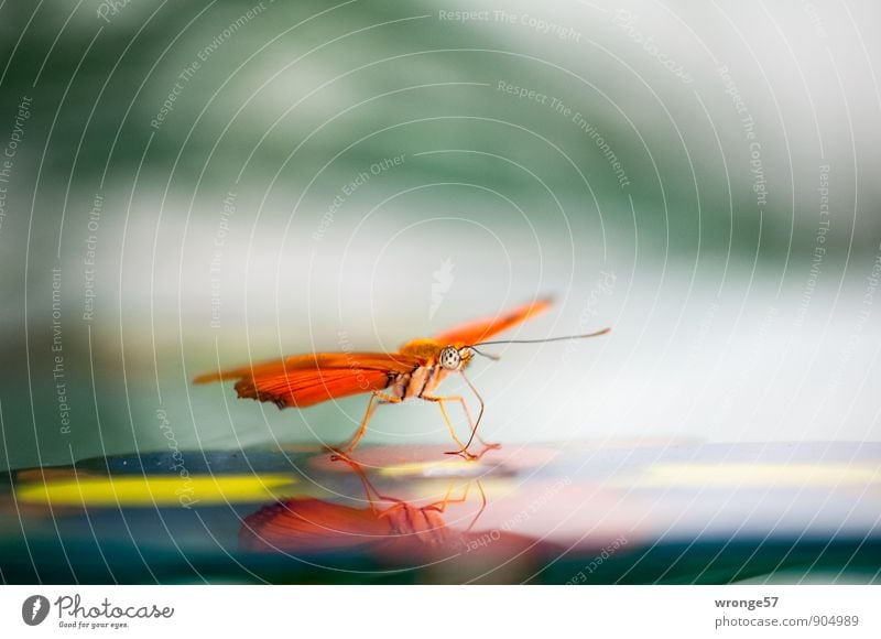 flying gas station Animal Butterfly Insect 1 To feed Exotic Beautiful Small Orange Close-up Eating Orange-red Butterfly house Interior shot Deserted