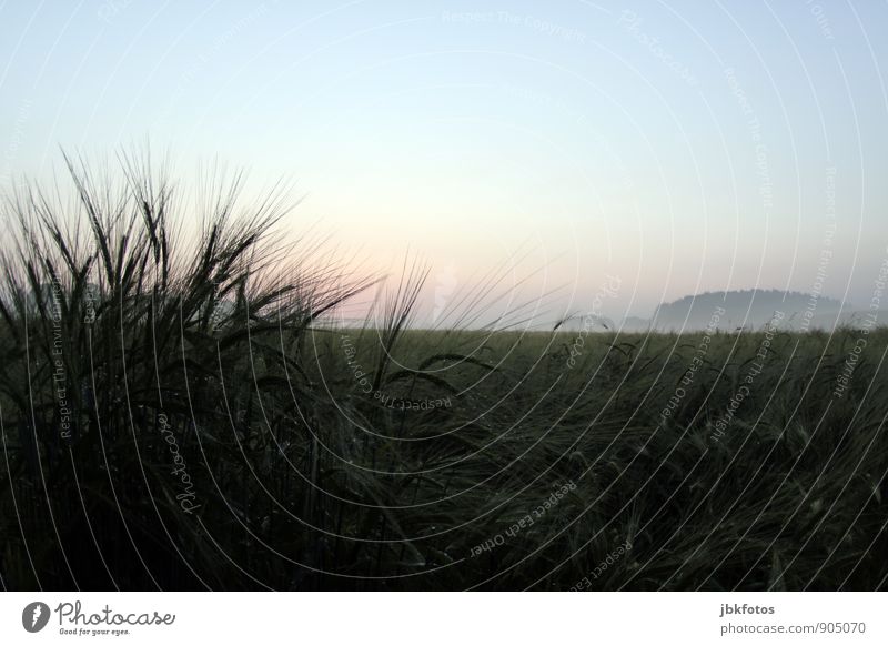 grain Environment Nature Landscape Plant Elements Drops of water Sky Horizon Autumn Agricultural crop Barley Barleyfield Barley ear Grain Grain field