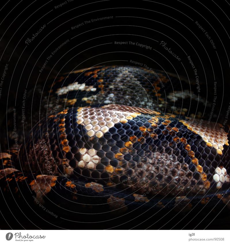 snake mosaic Zoo Berlin zoo Animal Bend Supple Pattern Point of light Tile Mosaic Tartlet Part Seeming Dangerous Stationary Background picture Black Dark