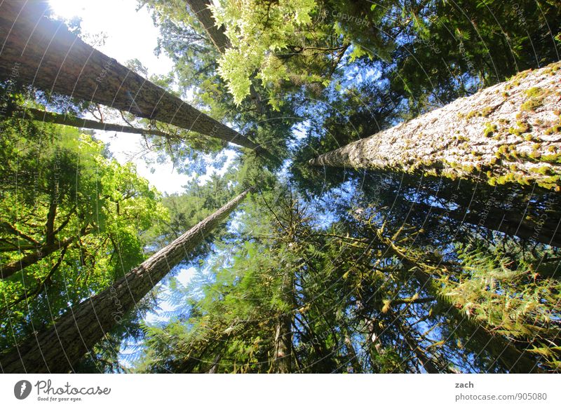 Development opportunities | Bio-Skyscraper Far-off places Nature Plant Elements Summer Beautiful weather Tree Wild plant Douglas fir Cedar red cedar