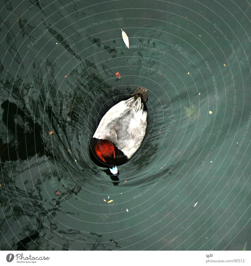 When I walked across the water. Surface of water Drake Animal Bird's-eye view Waves Square Zoo Berlin zoo Movement Approach road Current Easy Drown