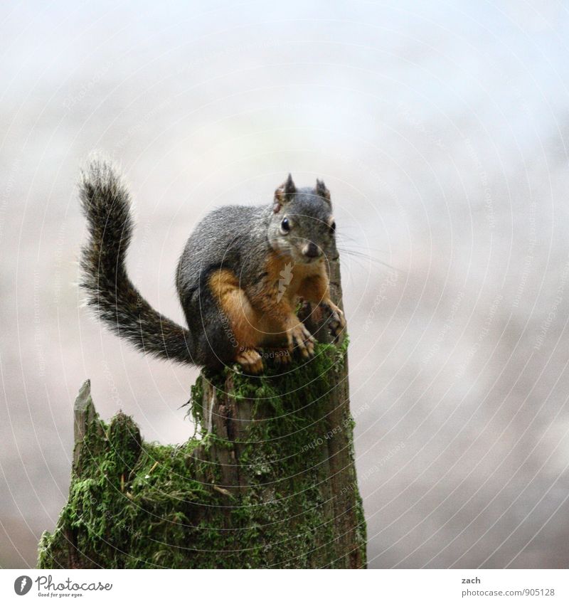 Nuts? What nuts? Plant Tree Moss Tree stump Tree trunk Animal Wild animal Animal face Pelt Claw Paw Tails Rodent Squirrel 1 To feed Feeding Sit Cuddly Cute