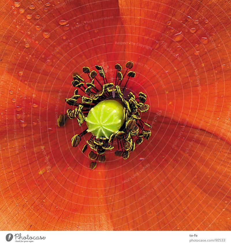 poppy Poppy Corn poppy Red Spring Blossom Flower Blossom leave Macro (Extreme close-up) Close-up in full bloom Enlarged Pollen Detail Magnifying glass