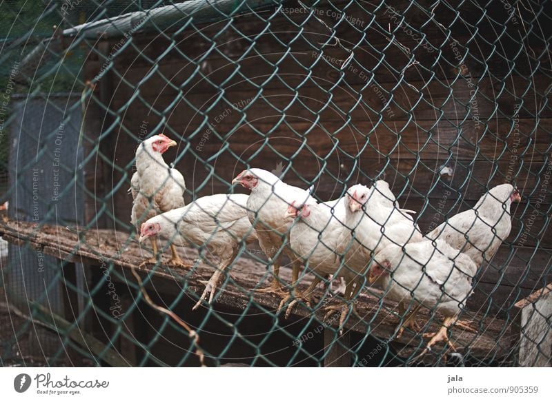 fowls Fence Wire netting fence Animal Farm animal Gamefowl Barn Group of animals Natural Colour photo Exterior shot Deserted Day