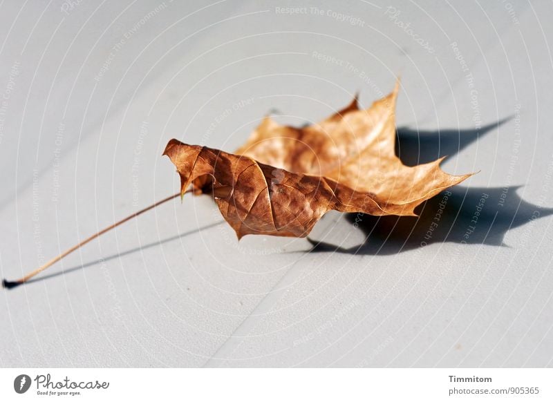 Happy? Leaf Maple leaf Plastic Shadow Lie Simple Natural Brown Gray Emotions Watchfulness Colour photo Subdued colour Exterior shot Deserted Copy Space top